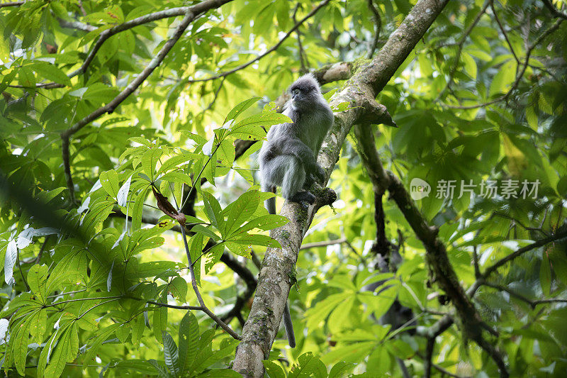 动物:成年黑叶猴(Trachypithecus obscurus)，又称眼镜叶猴，或眼镜叶猴。